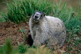 woodchuck in a yard