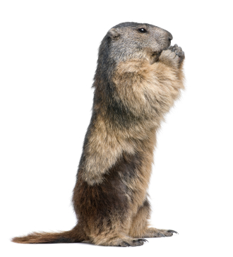 image of a woodchuck