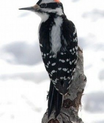 image of Hairy Woodpecker