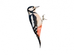 image of Great Spotted Woodpecker