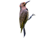 image of Woodpecker for Identification Purposes