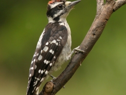 image of Woodpecker