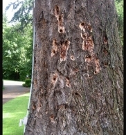image of Woodpecker Tree Damage