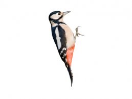 image of Woodpecker Images
