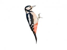 Image of Woodpeckers
