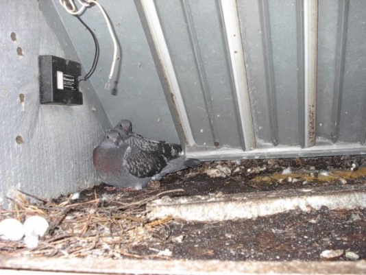 Pigeon Removal & Clean up in Virginia Beach