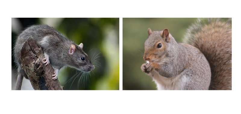 Flying squirrel? I've never seen one in central Maine before. : r