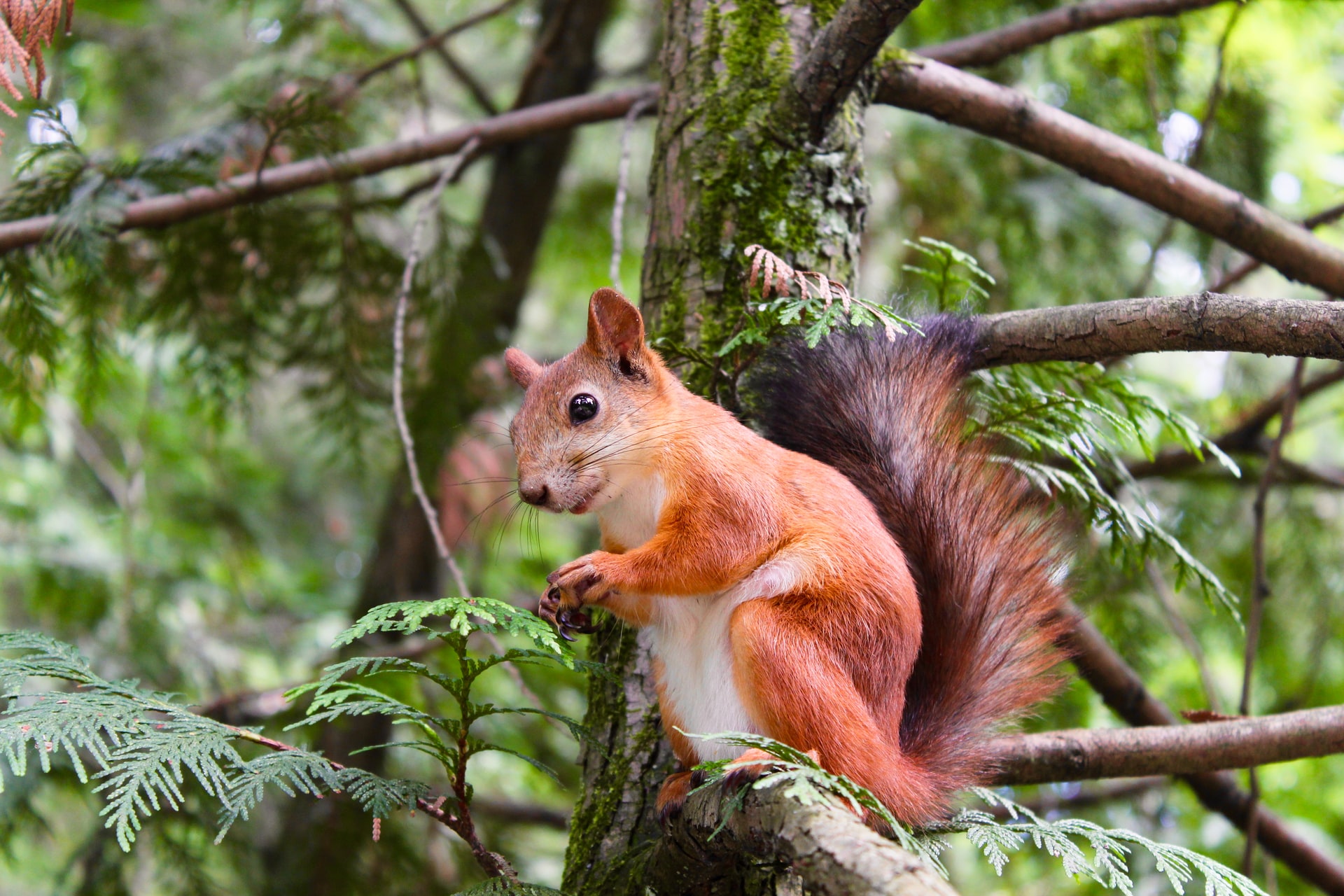 Western Massachusetts Wildlife