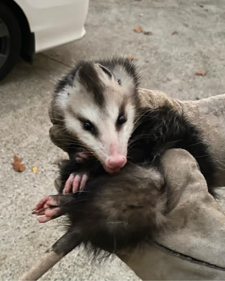 caught baby opossum