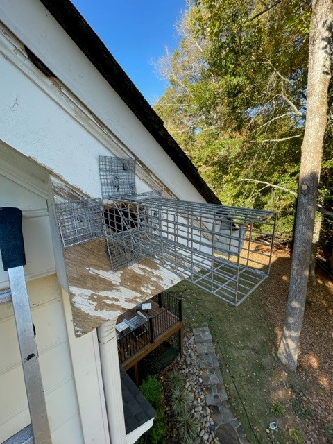 squirrel trap on roof in Atlanta