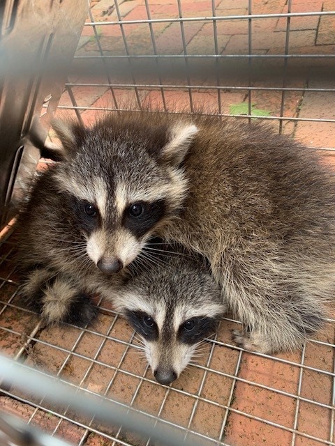 trapped raccoon juveniles