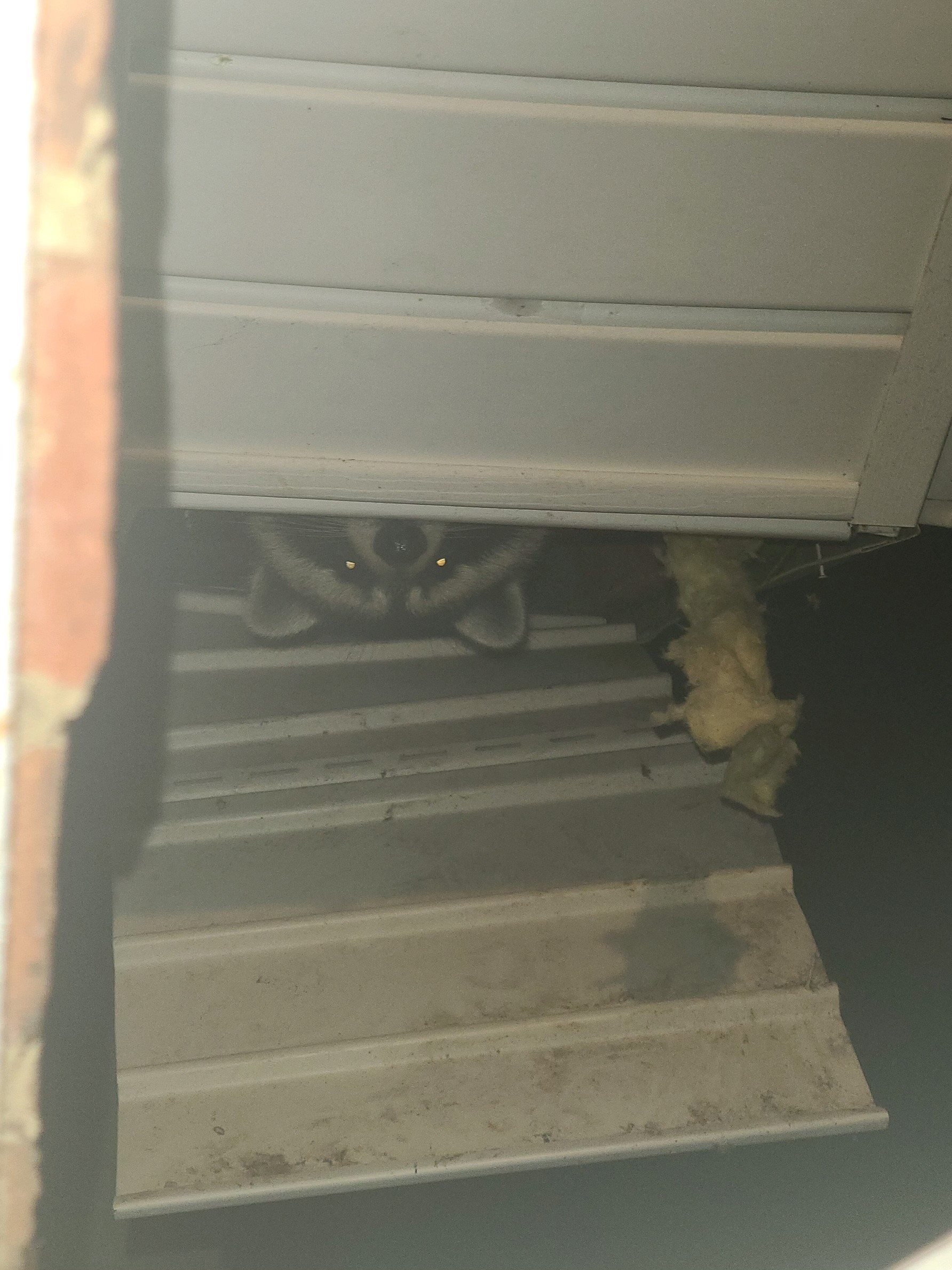 image of Raccoon in soffit 