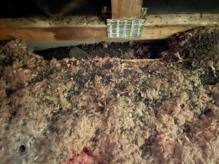 image of Raccoon Damage to Insulation