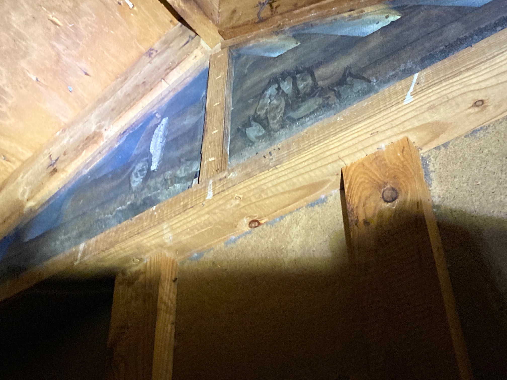 bats roosting in gable vent