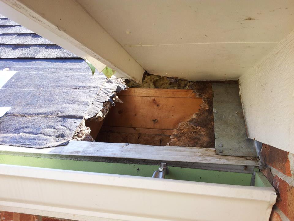 image of Raccoon Damage  in Roof