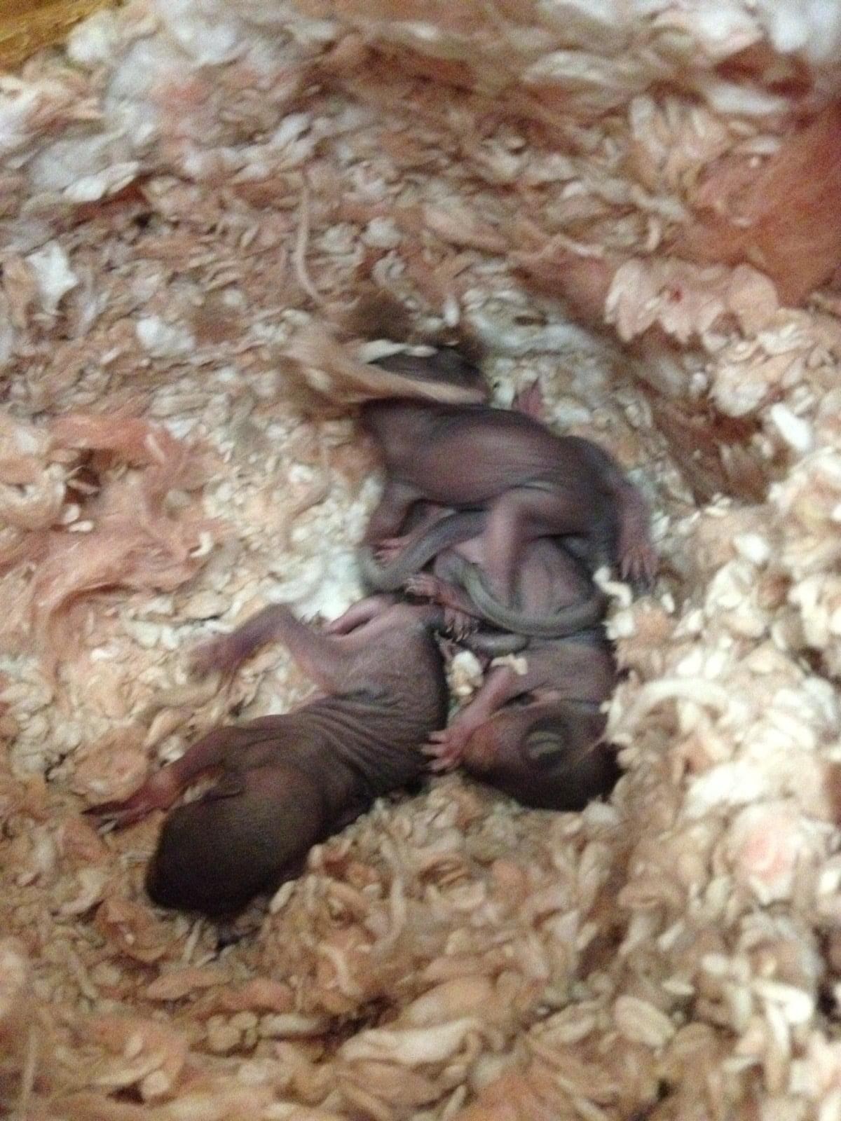 image of baby squirrels in attic insulation nest