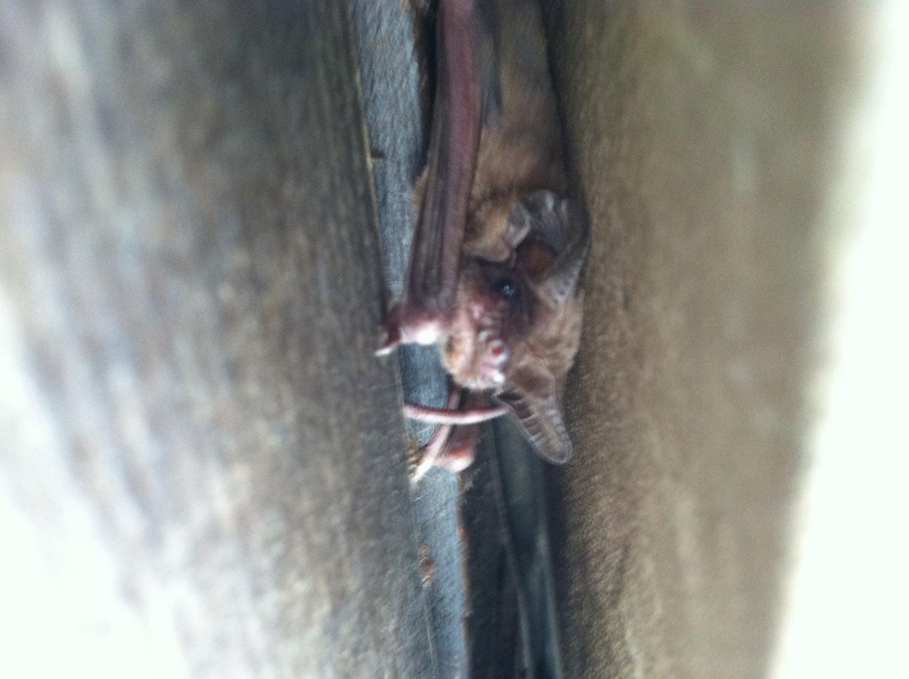 Bat Removal in Macon, GA
