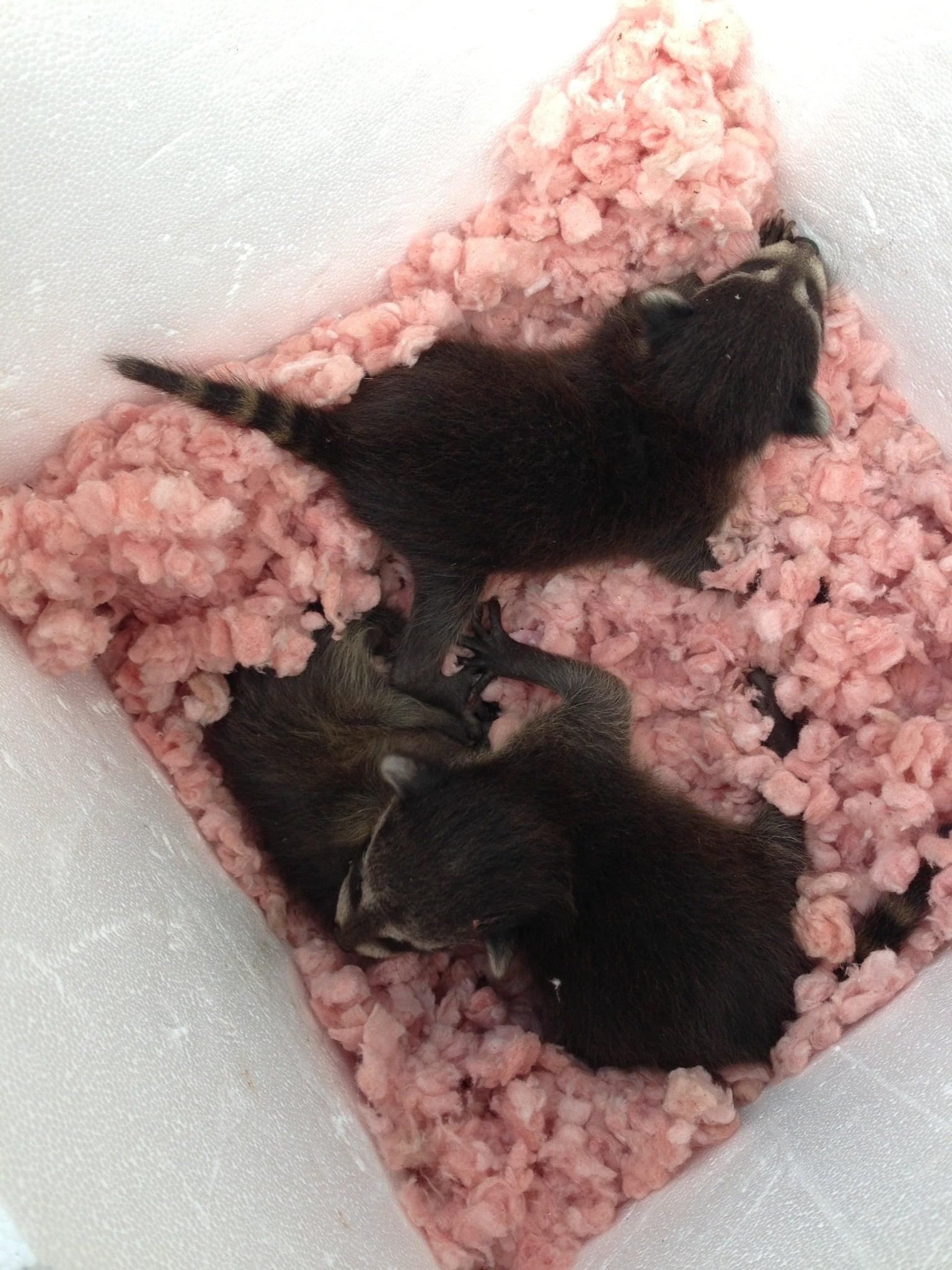 image of baby raccoons in attic insulation