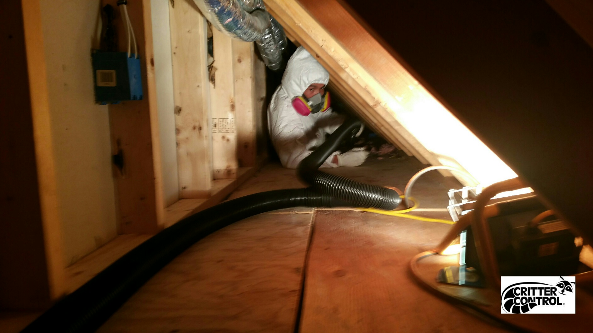 repair raccoon in attic damage