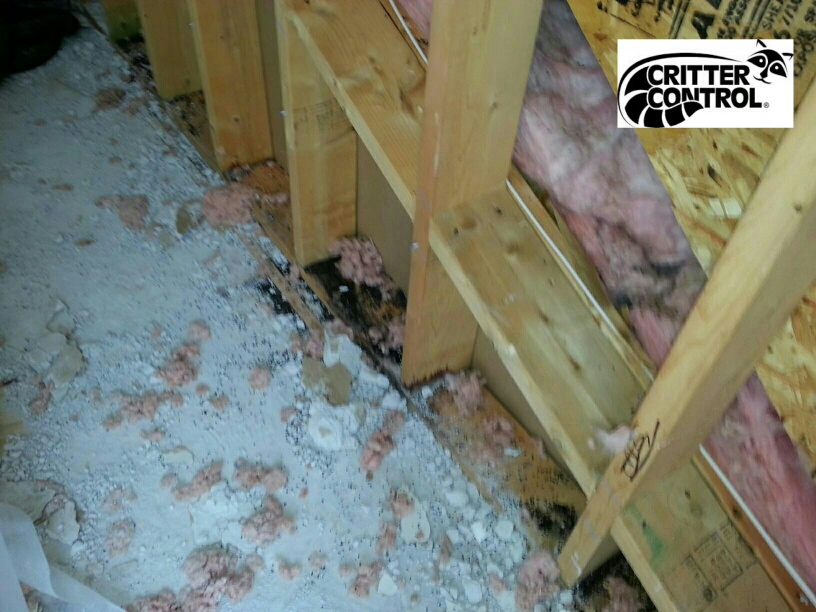 rodent droppings in attic