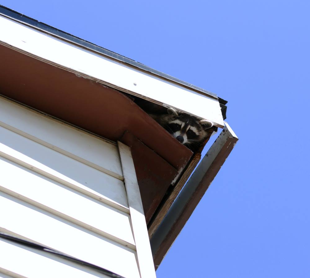 image of Raccoon in Soffit