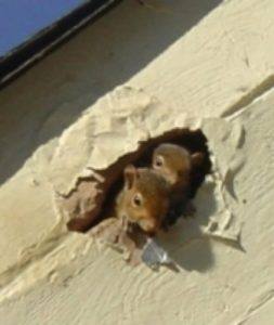 Squirrel Removal in Miami