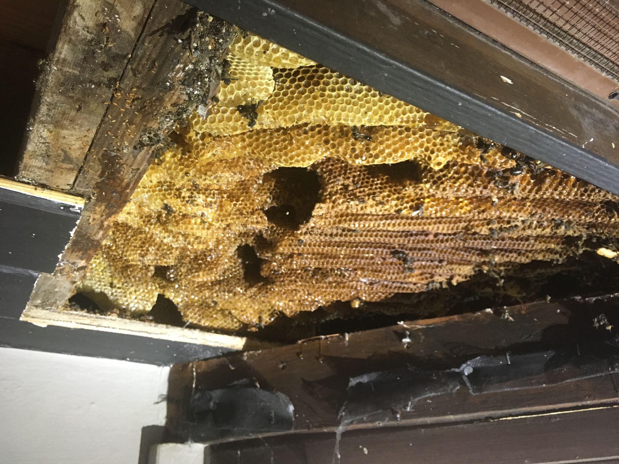 image of bee hive ceiling exposed