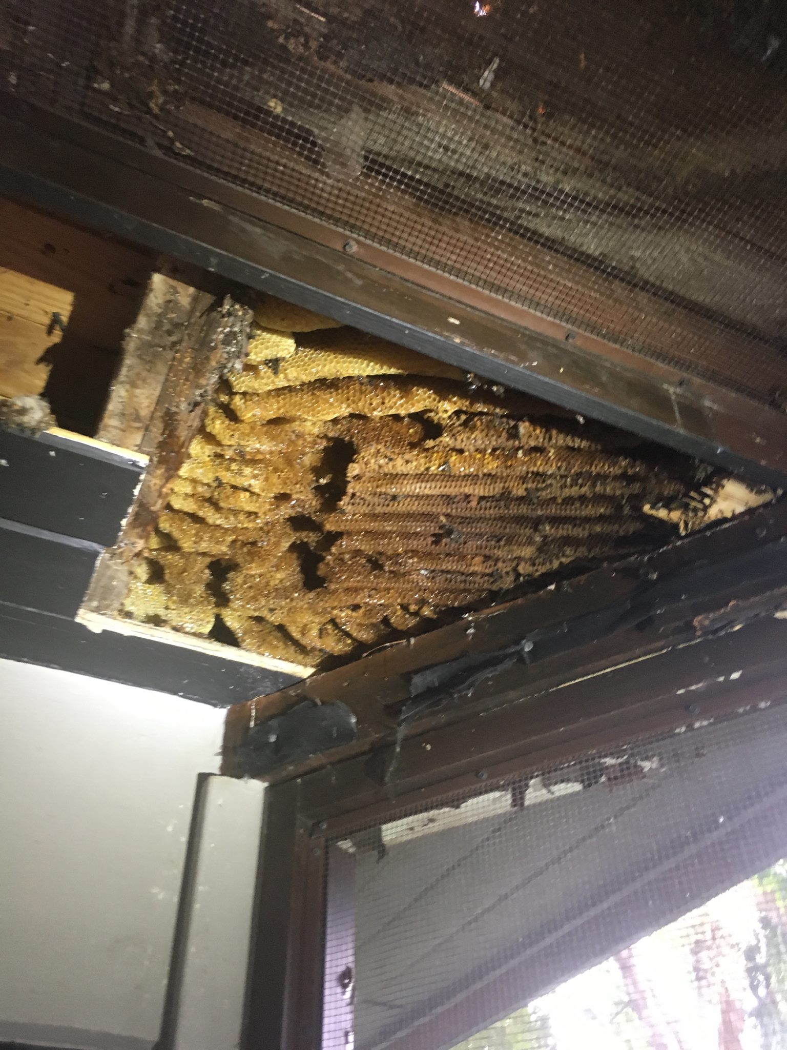 image of bee hive in soffits