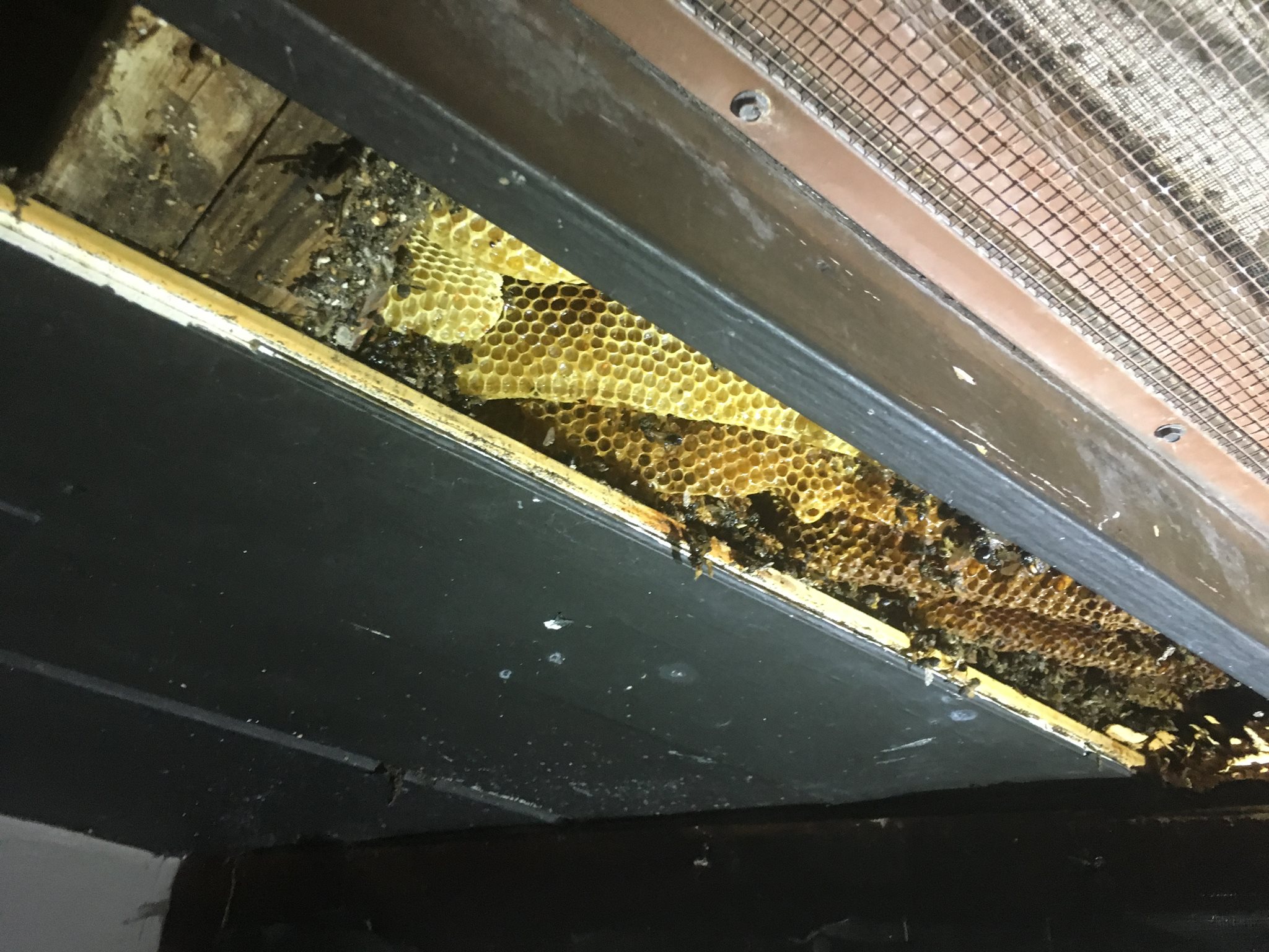 image of found bee hive in ceiling