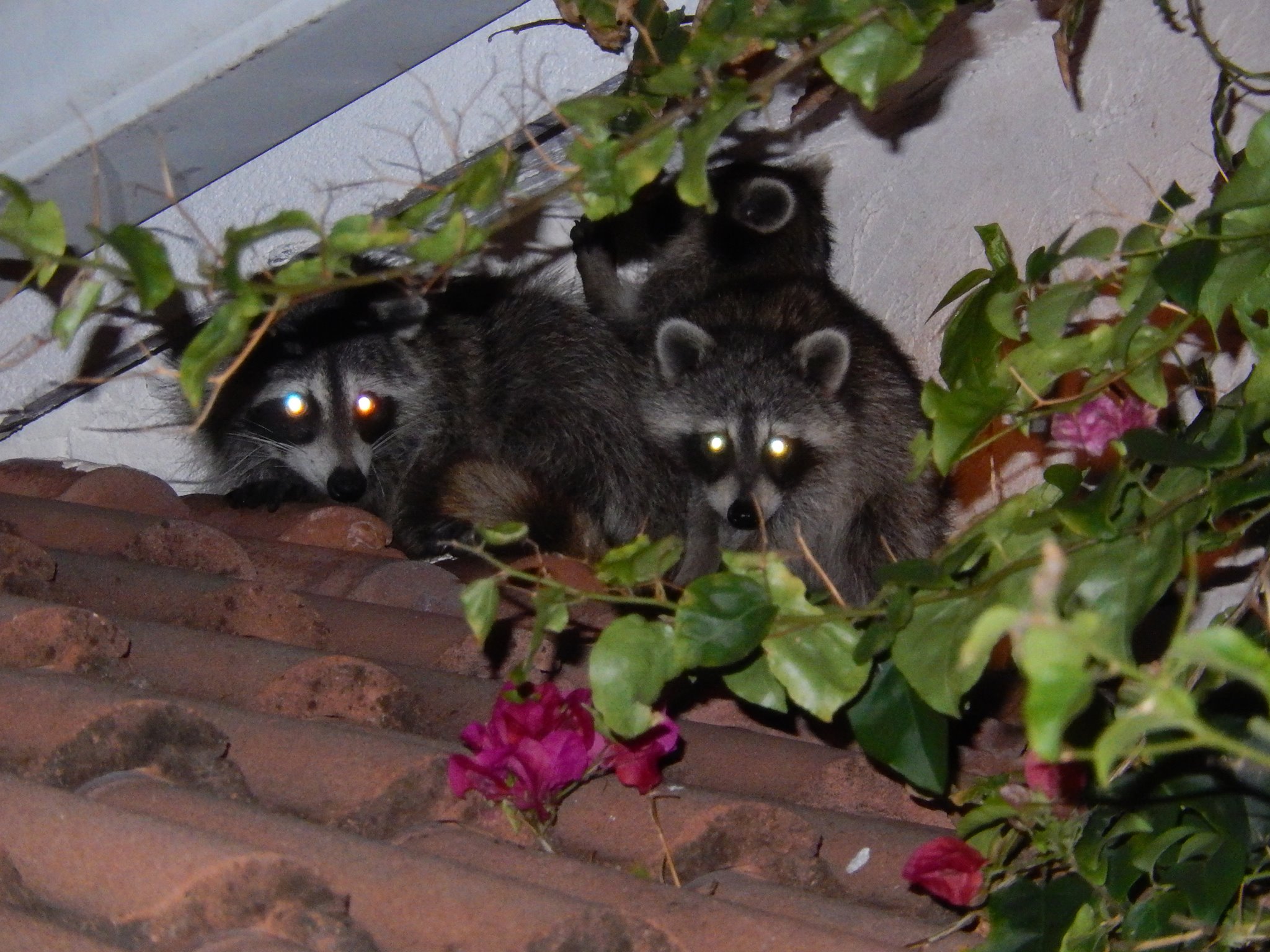 Raccoon Removal in Miami