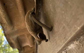 Bats in Florida