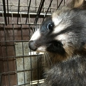 How to trap and remove a raccoon in West Virginia, Raccoon