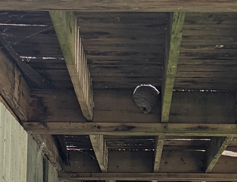 hornets nest under deck
