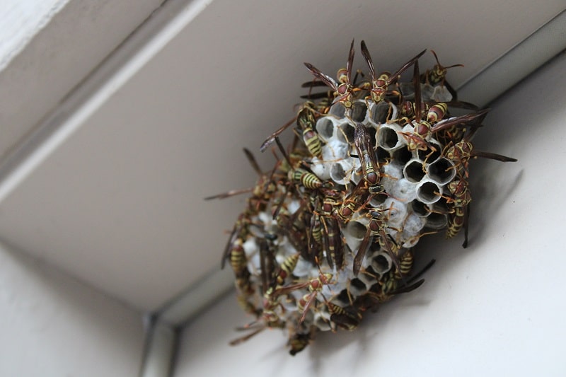 wasp nest in door frame