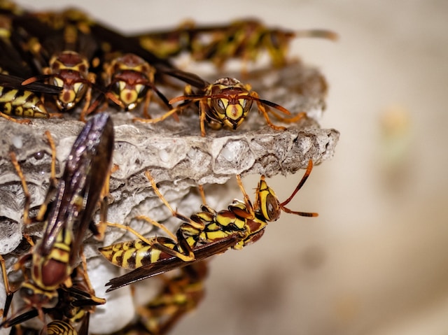 yellow jackets nest