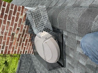 raccoon excluder over vent