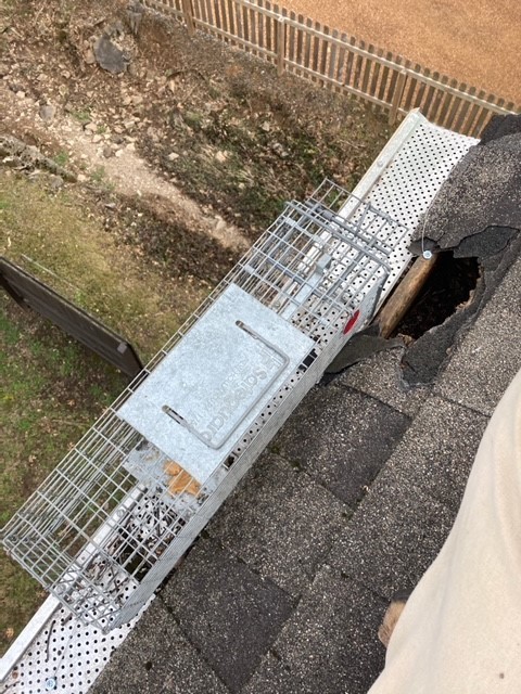 Squirrel trap in Bellevue, TN