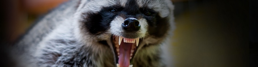 Are Raccoons Dangerous to Humans and Pets? | Critter Control