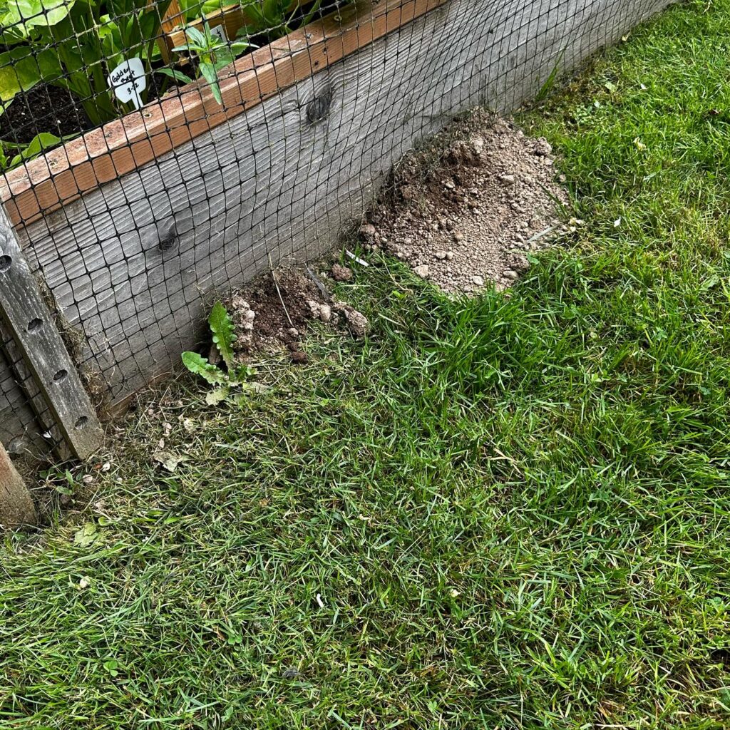 Mole damage under garden bed