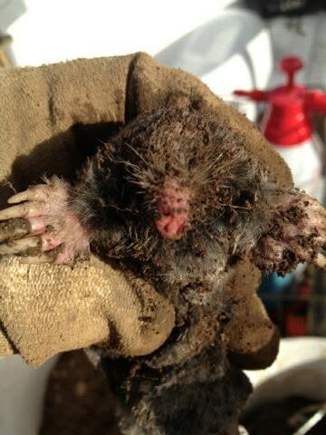 mole removal nw washington