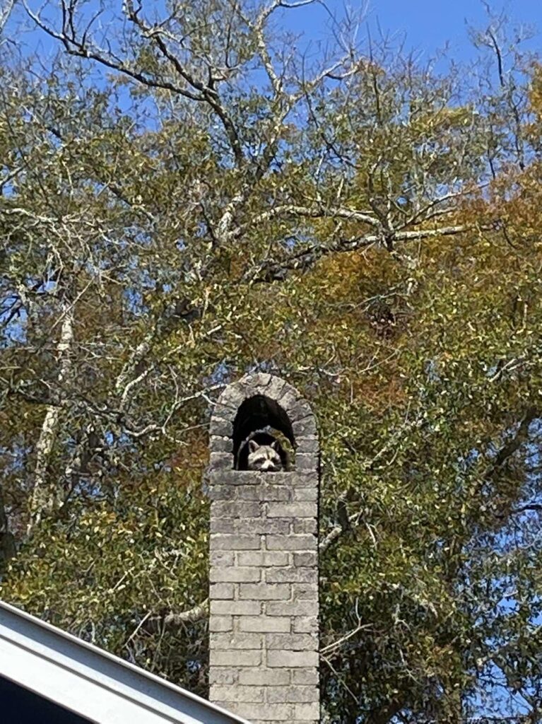 raccoon in chimney