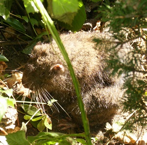 Mountain beaver in foliage