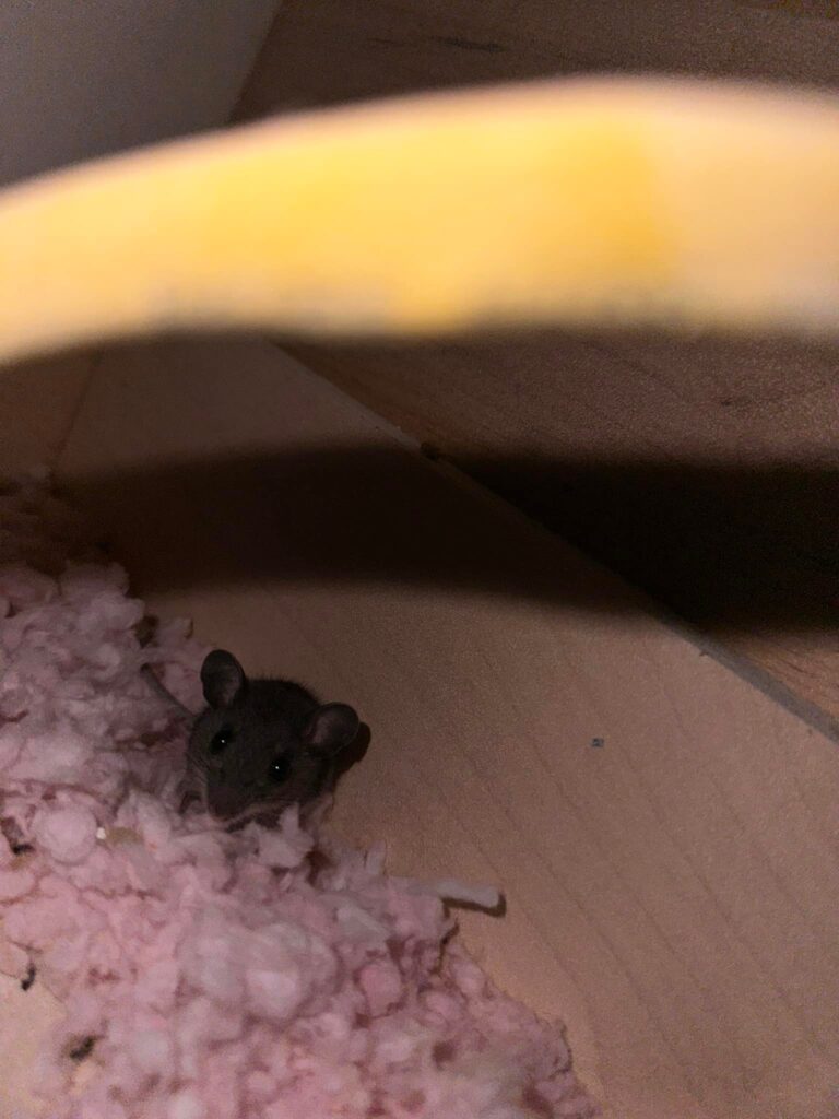 mouse above stove