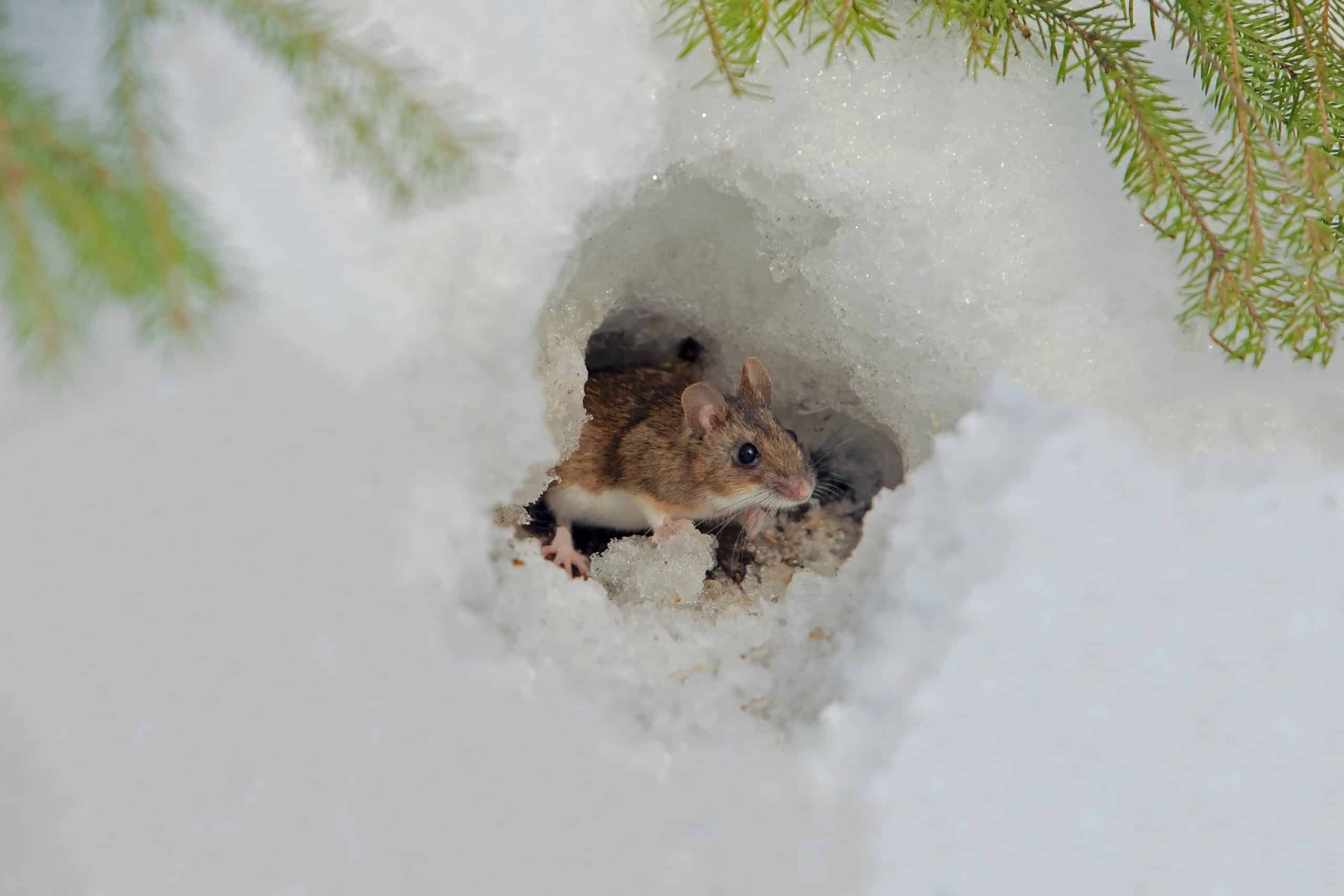 mouse in snow