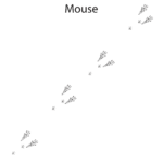 How to Identify Rodent Tracks and Footprints