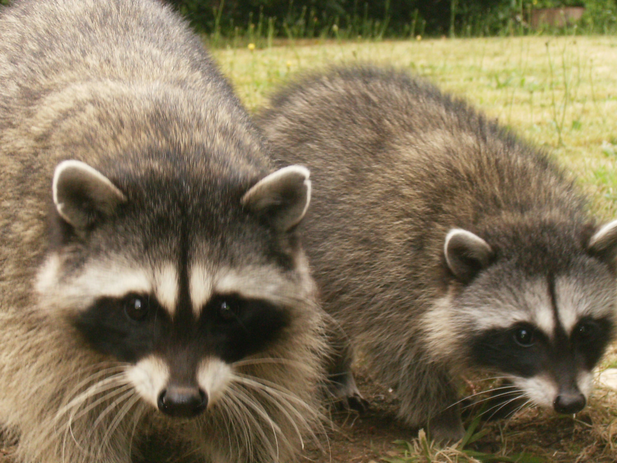 Raccoons