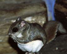 northern flying squirrel