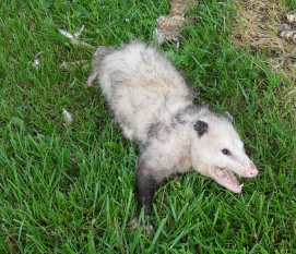 opossum hissing in yard