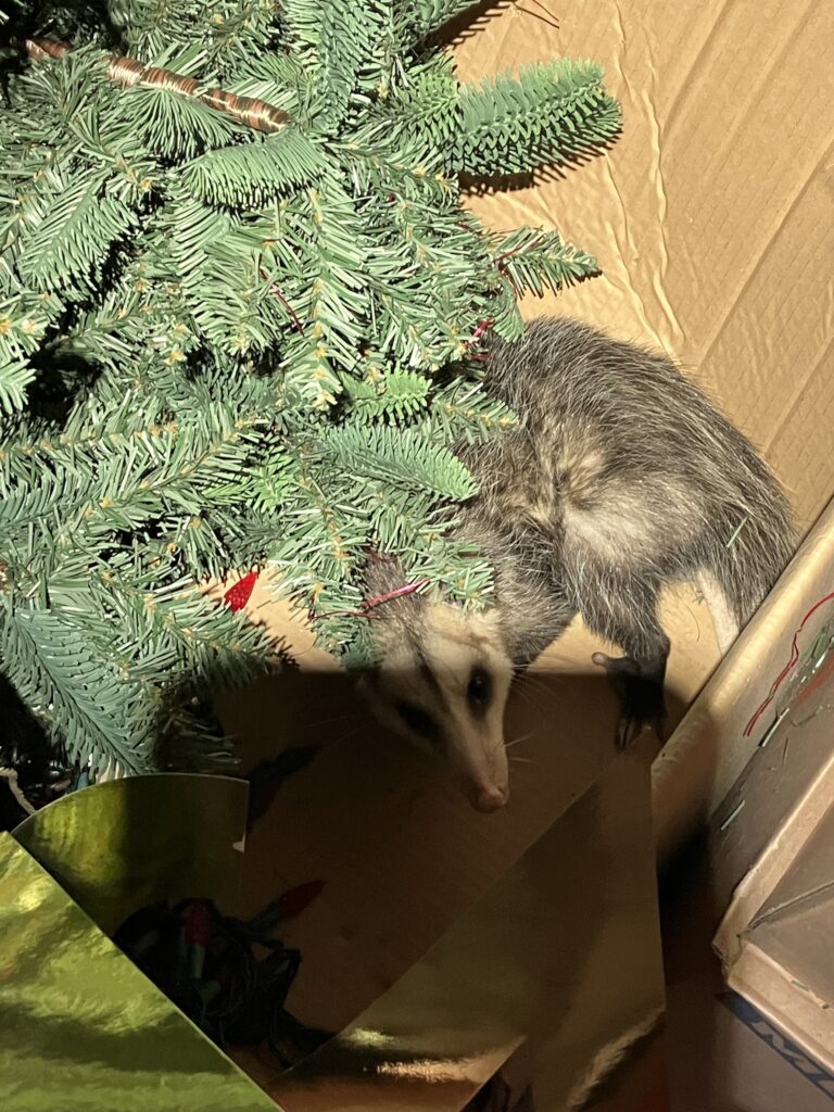 opossum in Christmas decorations