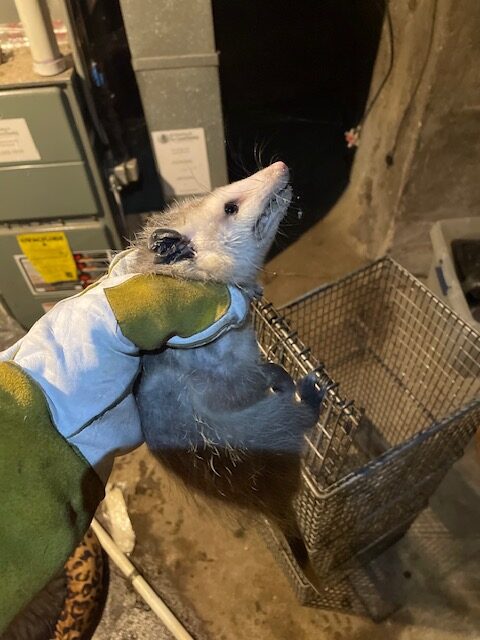 caught opossum in basement